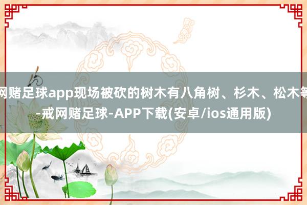 网赌足球app现场被砍的树木有八角树、杉木、松木等-戒网赌足球-APP下载(安卓/ios通用版)